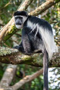 Bwindi National Park, Uganda - Travelling Accountant