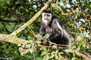 Bwindi National Park, Uganda - Travelling Accountant