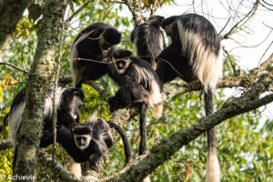 Bwindi National Park, Uganda - Travelling Accountant