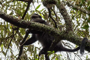 Bwindi National Park, Uganda - Travelling Accountant