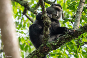 Bwindi National Park, Uganda - Travelling Accountant