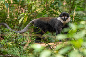 Bwindi National Park, Uganda - Travelling Accountant