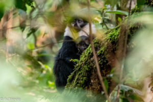 Bwindi National Park, Uganda - Travelling Accountant