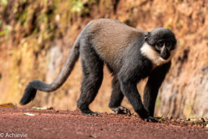 Bwindi National Park, Uganda - Travelling Accountant