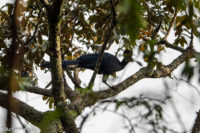 Uganda_Bwindi NP-0005