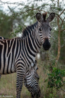 Uganda_Entebbe to Mburo-0006