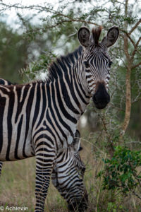 Uganda_Entebbe to Mburo-0006
