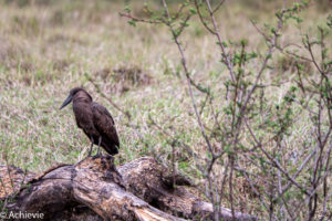 Lake Mburo, Uganda - Travelling Accountant