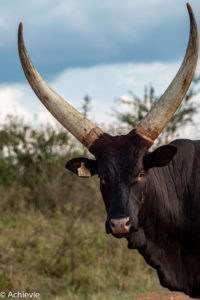 Uganda_Entebbe to Mburo-0009