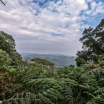 Uganda_Gorilla Trekking-0002