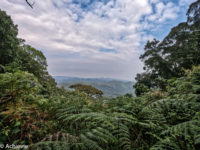 Uganda_Gorilla Trekking-0002