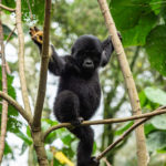 Uganda_Gorilla Trekking-0004