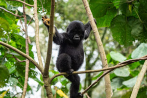 Uganda_Gorilla Trekking-0004