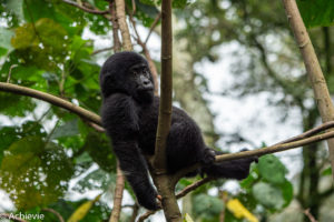 Uganda_Gorilla Trekking-0005