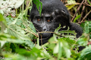 Uganda_Gorilla Trekking-0006