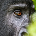 Uganda_Gorilla Trekking-0007