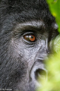 Uganda_Gorilla Trekking-0007