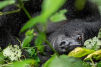 Uganda_Gorilla Trekking-0008