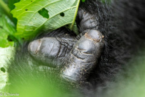 Uganda_Gorilla Trekking-0009
