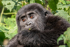 Uganda_Gorilla Trekking-0010