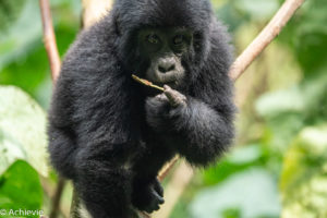 Uganda_Gorilla Trekking-0011