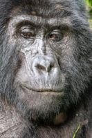 Uganda_Gorilla Trekking-0012