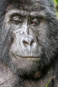 Uganda_Gorilla Trekking-0012