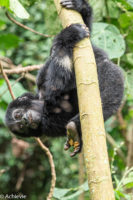 Uganda_Gorilla Trekking-0013