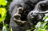 Uganda_Gorilla Trekking-0017
