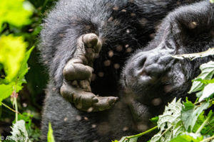 Uganda_Gorilla Trekking-0017