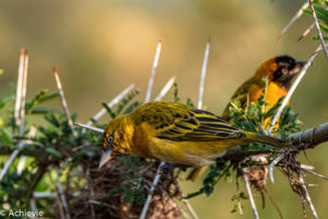 Uganda_LeopardRestCamp-0016