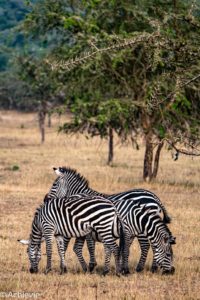 Uganda_Mburo_Bike-0003