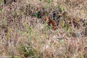 Lake Mburo National Park, Uganda - Travelling Accountant