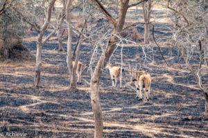 Lake Mburo National Park, Uganda - Travelling Accountant