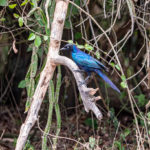 Uganda_Mburo_Safari-0001