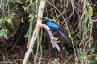 Uganda_Mburo_Safari-0001