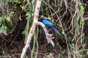 Uganda_Mburo_Safari-0001