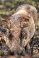 Uganda_Mburo_Safari-0002