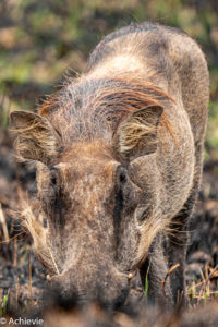 Uganda_Mburo_Safari-0002