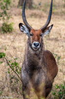 Uganda_Mburo_Safari-0004