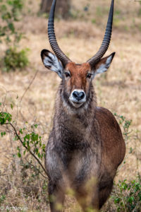 Uganda_Mburo_Safari-0004