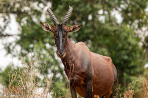 Lake Mburo National Park, Uganda - Travelling Accountant