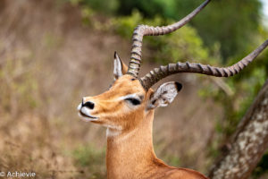 Lake Mburo National Park, Uganda - Travelling Accountant