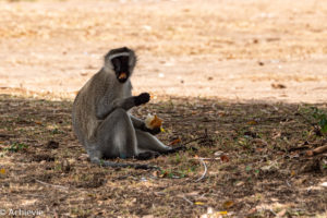 Lake Mburo National Park, Uganda - Travelling Accountant