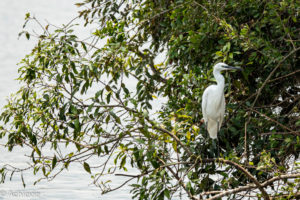 Lake Mburo National Park, Uganda - Travelling Accountant