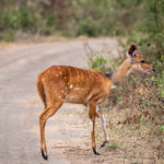 Uganda_Mburo_Safari-0010