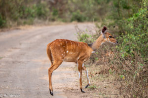 Uganda_Mburo_Safari-0010