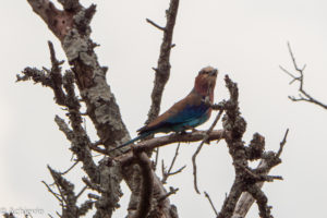 Uganda_Mburo_Safari-0011