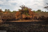 Uganda_Mburo_Safari-0016