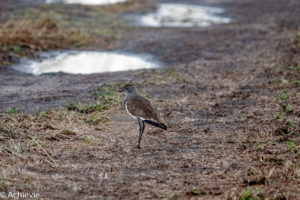 Uganda_Mburo_Safari-0017
